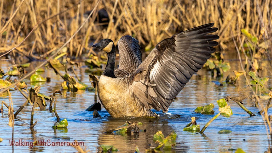A Canada goose stands in shallow water among marsh plants with both wings spread wide.
