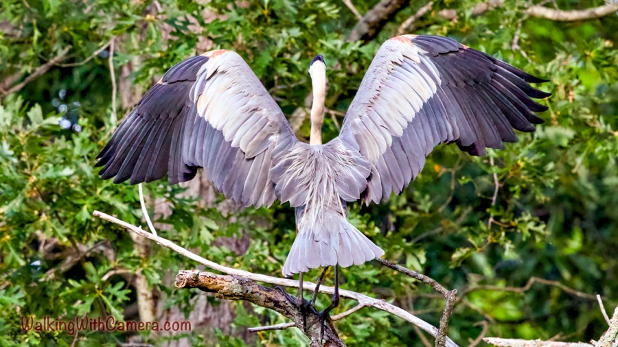 A great blue heron seen from behind spreads both wings while standing on a branch among leafy trees.