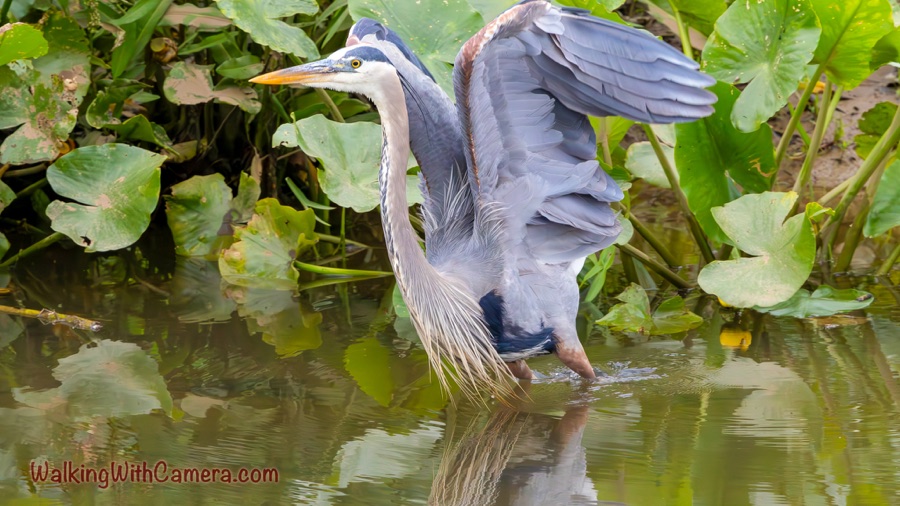 A great blue heron stands in shallow water among lily pads with both gray wings raised and spread.