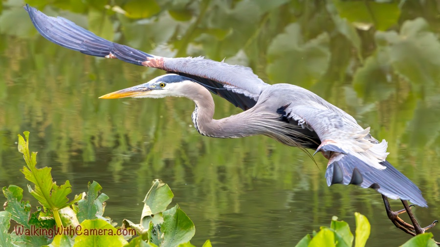 A great blue heron flies low over green water with its long wings extended and legs trailing behind.