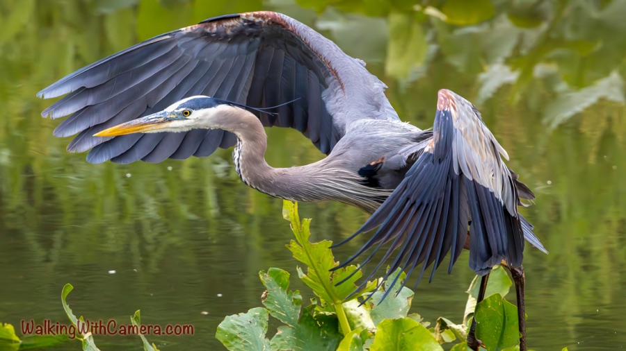 A great blue heron flies over the water with both broad wings spread, showing dark flight feathers and a long yellow bill.