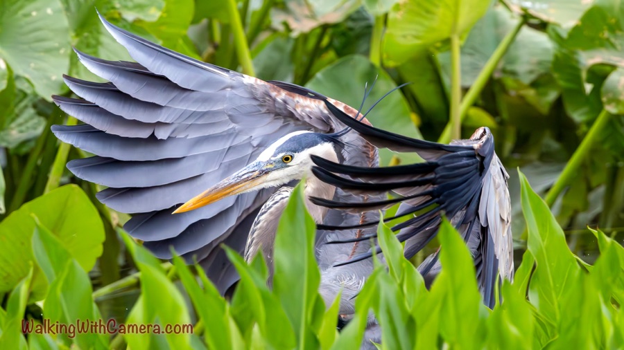A close view of a great blue heron spreading its wings among large green leaves, with its yellow bill and eye visible.