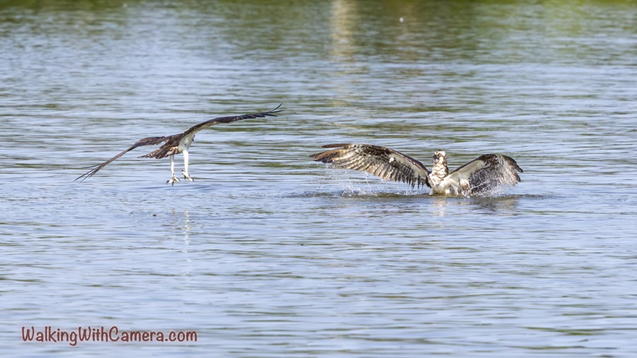 Two Ospreys over rippled water: one flies low at left with feet lowered, while the other faces the camera with wings spread amid splashes.