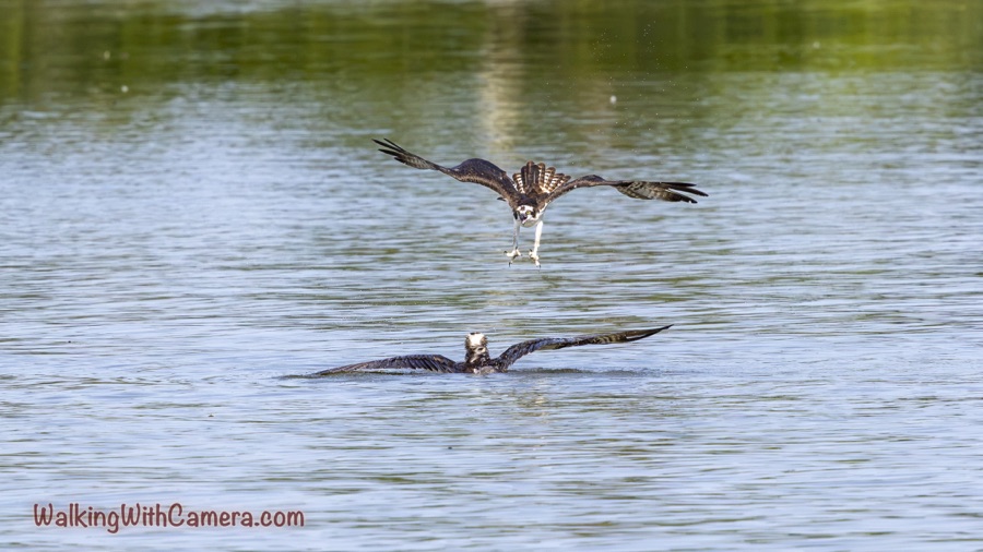 Osprey facing the camera in low flight with outstretched wings and extended talons above a second Osprey resting at the water’s surface.