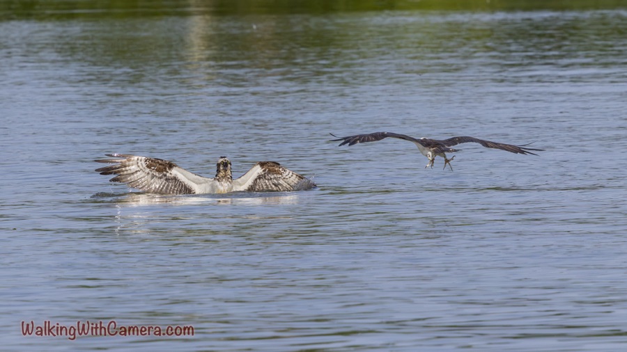 Osprey facing the camera with wings spread at the water’s surface, while a second Osprey flies low to the right with its feet lowered.