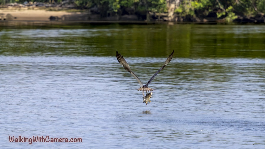 Rear view of an Osprey flying just above the water with wings raised in a V and a fish held in its talons; wooded shoreline lies beyond.