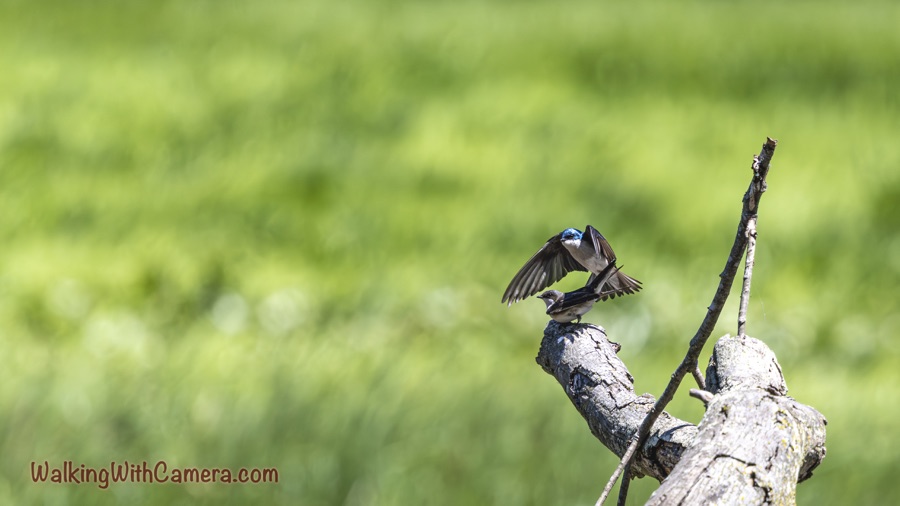 Two tree swallows at the end of a weathered limb, one with wings spread above the perched bird, against a blurred green background.