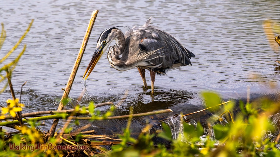 Drops From A Heron’s Bill 🐦