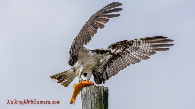 An osprey spreads its wings above a post while holding an orange fish in its talons.