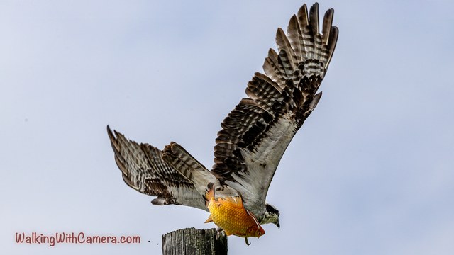 Follow the Wildlife with RSS