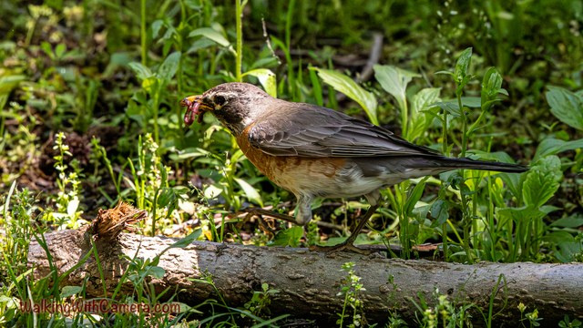 An American robin holds small prey in its beak while standing on a fallen log.