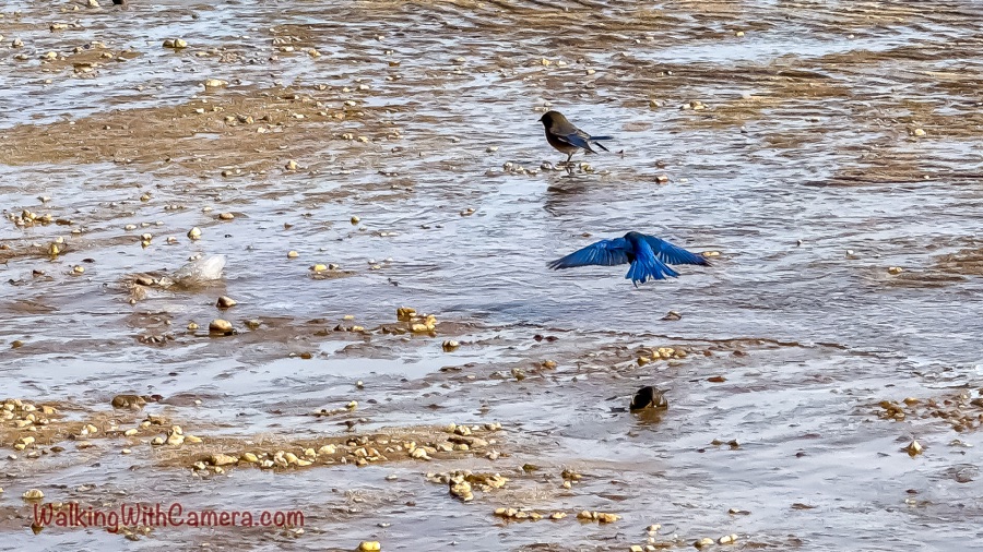 A dark bird with bright blue wings spreads its wings low over a shallow, rocky stream; another dark bird stands farther back in the water.