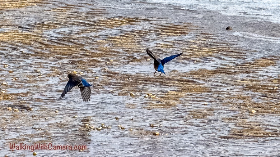 Two dark birds with bright blue wing and tail feathers take off above a shallow, stony stream.