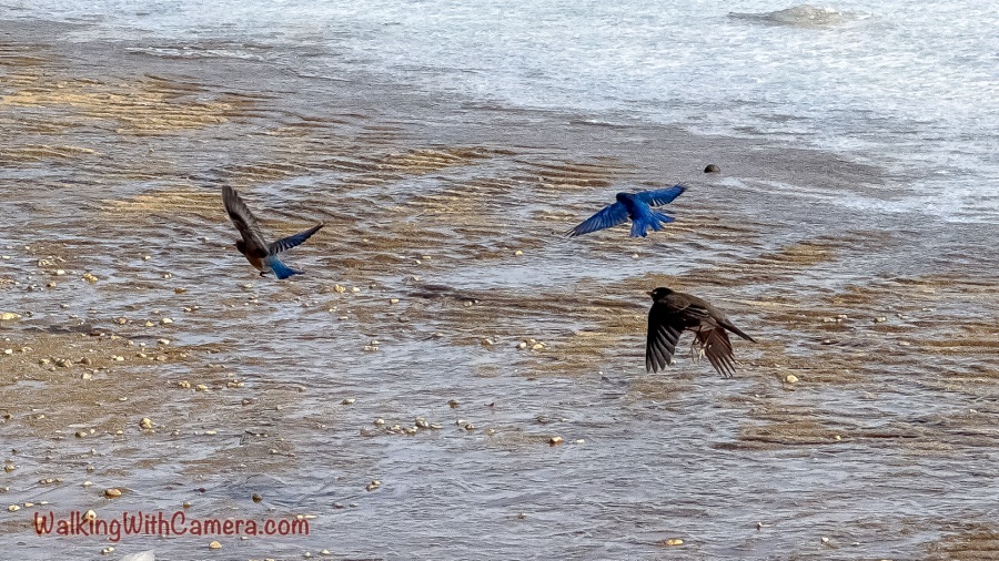 Two dark birds with bright blue wings fly low over a shallow, stony stream while a third bird spreads its wings near the water.