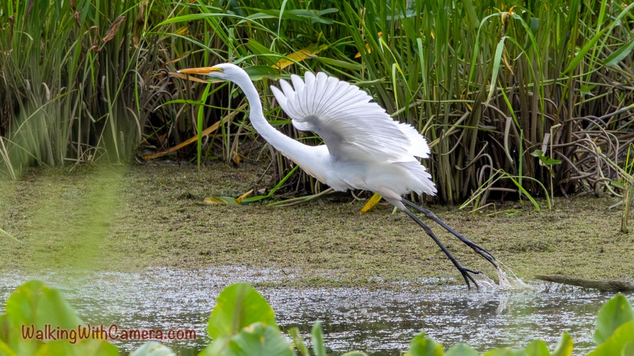 A white great egret flies low above shallow water and marsh reeds, one wing raised and long dark legs trailing behind.