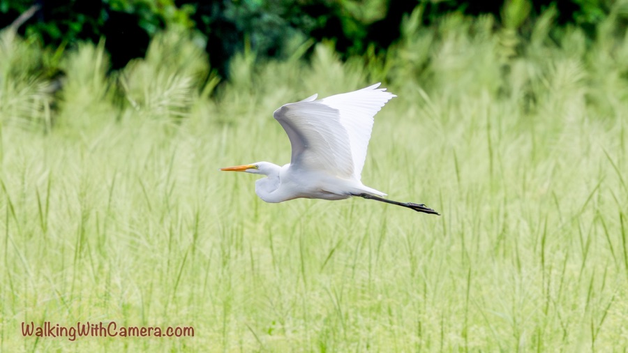 A white great egret flies low over pale green marsh grass, its wings raised and orange bill pointing forward.