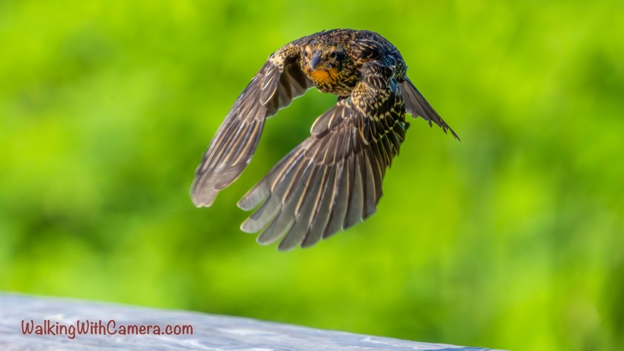 A dark, speckled starling flies toward the camera with wings spread wide against a soft green background.