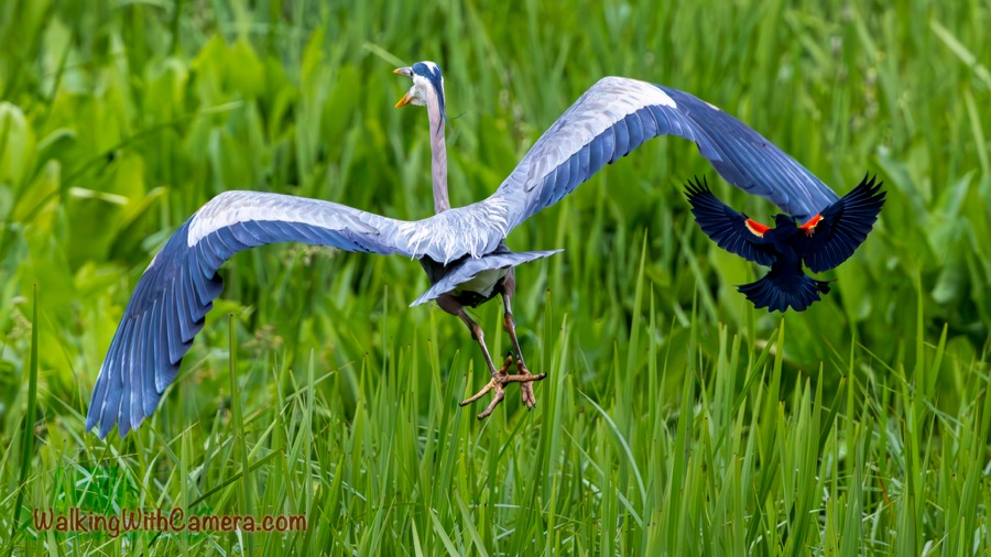 A great blue heron flies above tall green grass with wings spread while a smaller black bird with reddish-orange shoulder patches flies nearby.