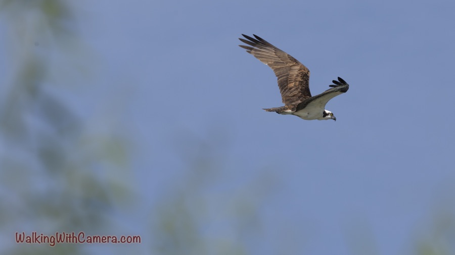Osprey Overhead 🦅