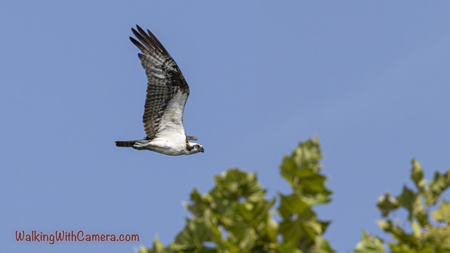 Osprey flying right with a wing extended upward, showing patterned underwing feathers and a yellow eye above blurred green treetop leaves.