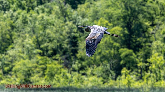 A great blue heron flies past green trees with its neck folded and legs extended behind it.