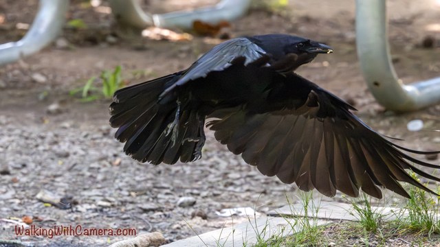 A dark bird flies low above gravel with its wings and long tail spread.