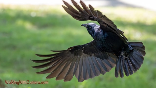 An iridescent black bird spreads its wings and fans its long tail above the grass.
