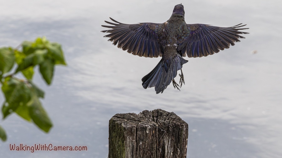Rear view of an airborne common grackle above a wooden post, with both wings fully spread, tail extended, and feet dangling.