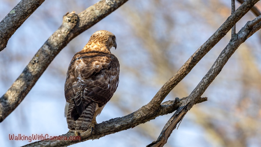 A brown-and-white hawk perches on a thick branch, seen from behind with its head turned to the side.