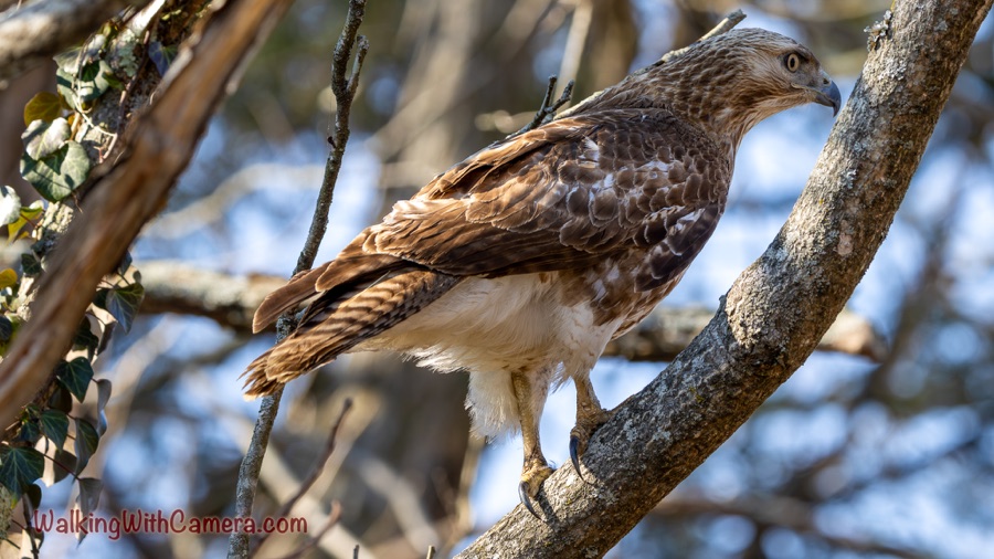 A brown-and-white hawk stands on a diagonal tree branch in profile, showing its hooked beak and pale eye.