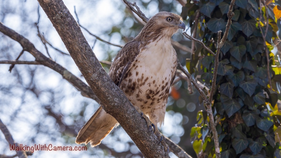 A brown-and-white hawk perches among crossing branches, facing mostly forward with its pale breast visible.