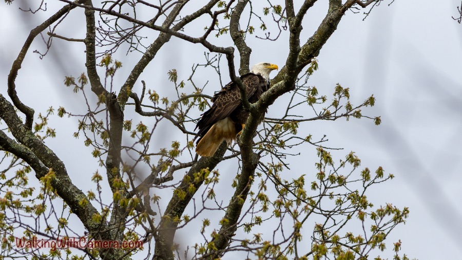 A bald eagle perches in a leafing tree, framed by thick crossing branches against a pale sky.
