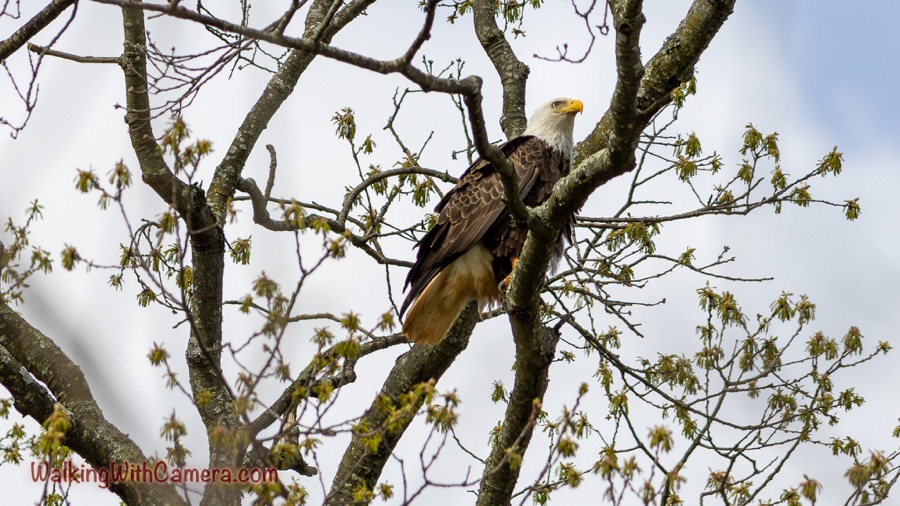 A closer view of a bald eagle perched among tree branches, showing its white head, yellow bill, and dark body.
