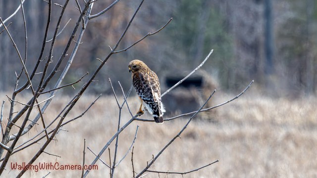 A brown hawk perches on a thin bare branch with its head turned to the side.