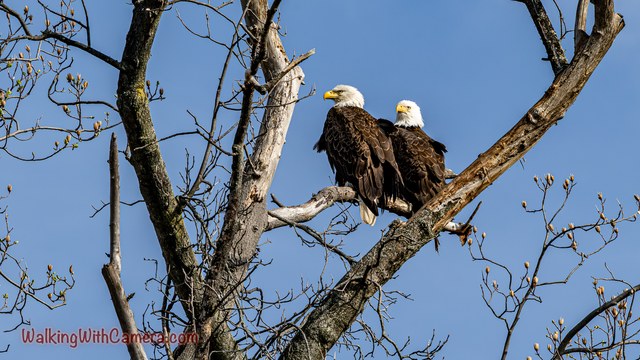 Two adult Bald Eagles sit together on a bare branch. Their white heads stand out against the blue sky and the web of smaller branches around them.