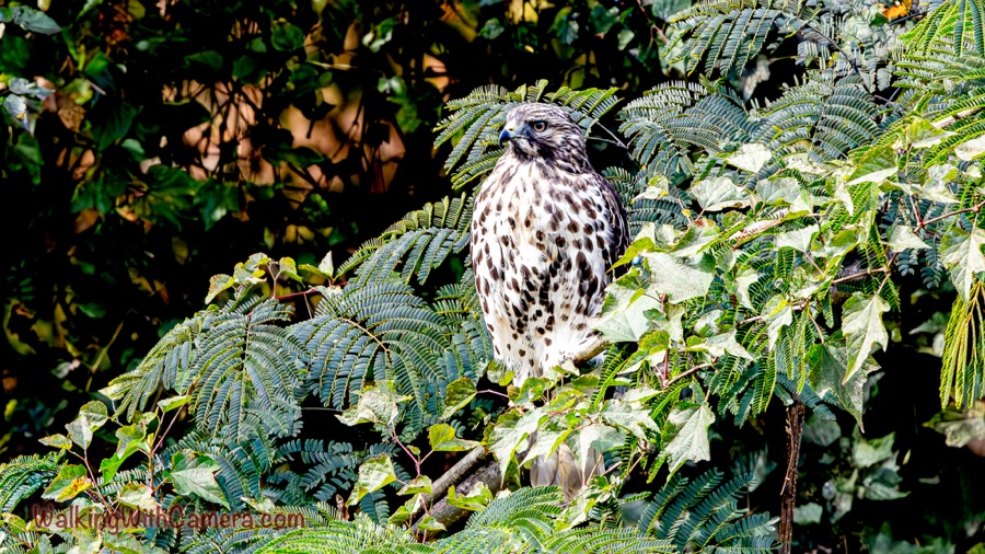 A young hawk with a pale, dark-speckled chest perches among dense green leaves and feathery branches.