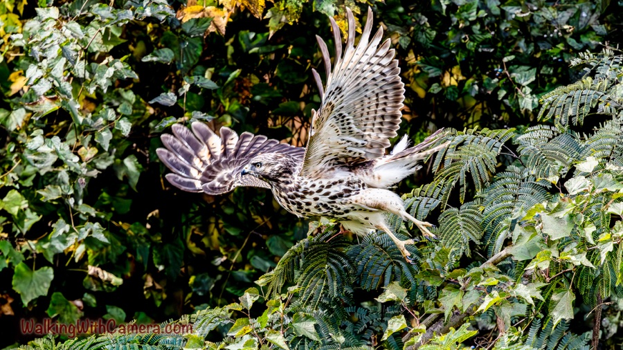 A young hawk spreads its wings as it moves through leafy branches, surrounded by green foliage.
