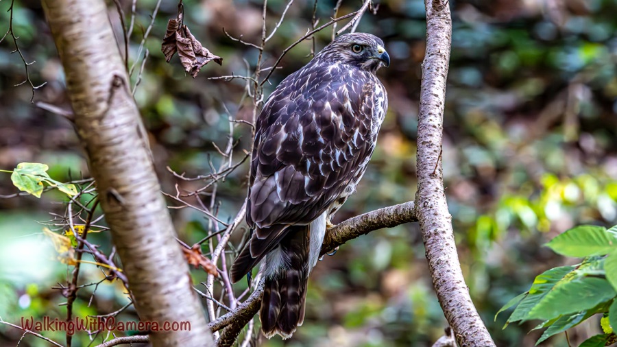 A young brown-and-white hawk perches upright on a branch between pale tree trunks, looking to the right amid green foliage.
