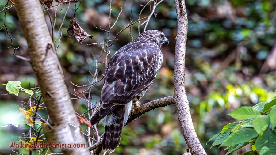 A young brown-and-white hawk perches beside a pale tree trunk and looks to the right among leafy branches.