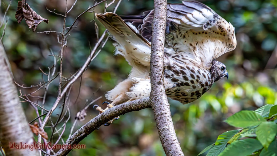A young hawk leans forward from a branch with its wings partly spread, its body partly obscured by a pale tree trunk.