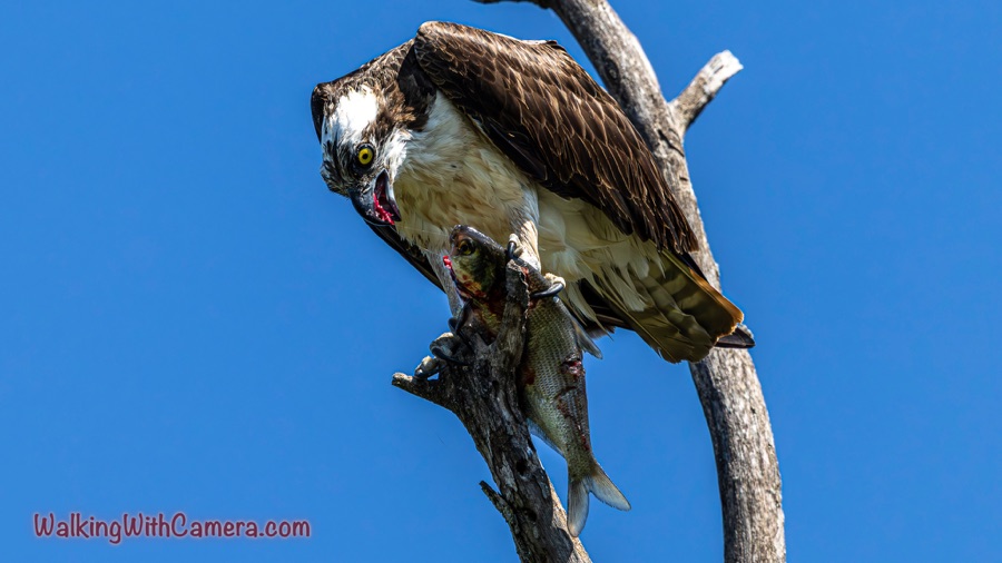 An osprey grips a fish on a bare branch, its yellow eye and hooked beak visible against a vivid blue sky.