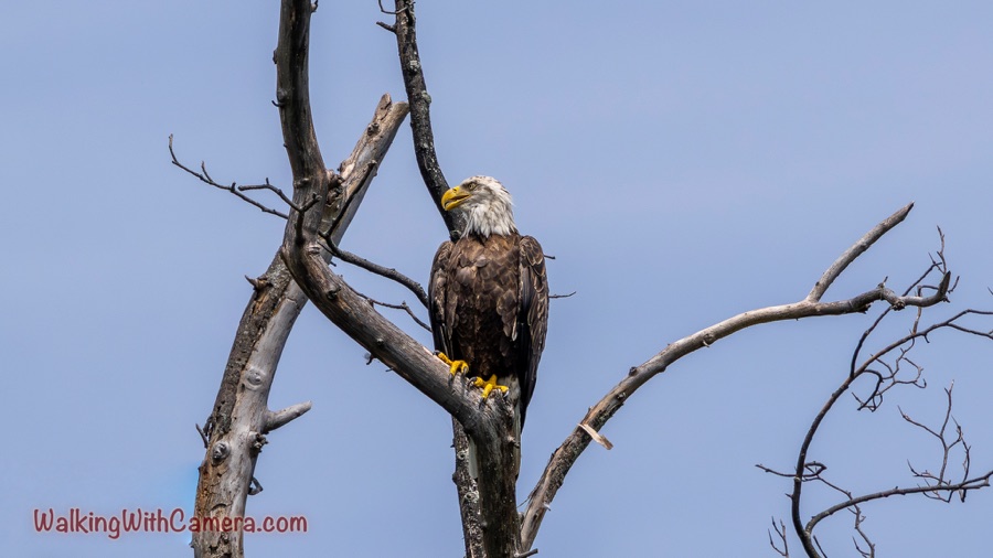 An adult bald eagle perches on a bare tree against a clear blue sky, showing its white head, dark brown body, and yellow bill and feet.