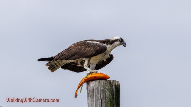 An osprey balances on a post with an orange fish beneath its feet.