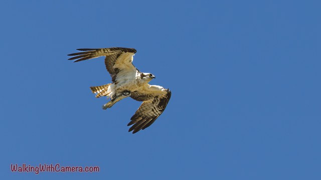 An Osprey crosses a blue sky with its wings bent into a strong curve. Its pale underside, dark wing markings, and trailing feet are visible.