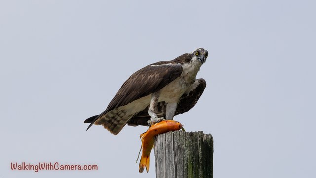 An osprey stands on a post over an orange fish and looks toward the camera.