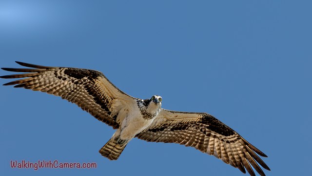 An Osprey crosses a clear blue sky with both wings spread. The underside shows patterned flight feathers, a pale body, and the dark markings around its head.