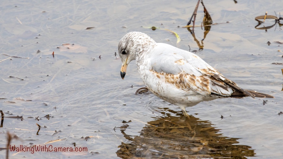 A mottled white-and-brown gull stands in shallow water with its head lowered among reeds and reflections.