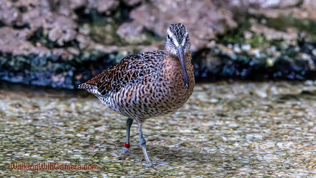A brown patterned duck stands at the water's edge and faces the camera.