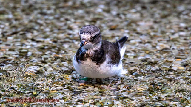 A dark-and-white shorebird sits low among wet pebbles. Its pale belly and dark chest create a clear contrast with the small stones around it.