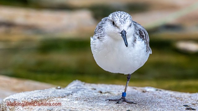 A pale shorebird faces the camera while standing on one leg. The dark bill points downward, and a blue band circles the visible leg above the rock.